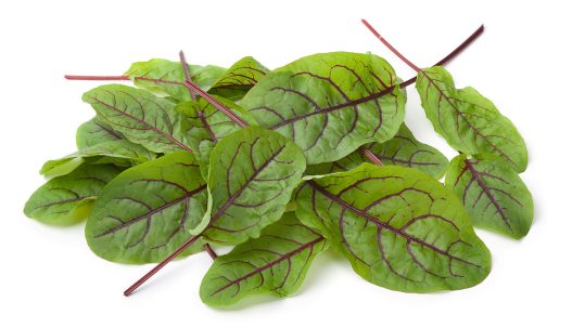 red rumex